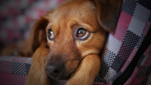 Face de cachorro deitado em sofá ou almofada xadrez, com as patas dianteiras próximas ao focinho. 