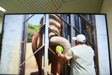 Tratador usando um boné alimento um elefante pela grade do recinto. O animal pega uma melancia com a tromba            