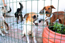 Cães em gaiola durante feira de adoção