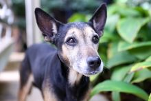 Cão de raça não especificada