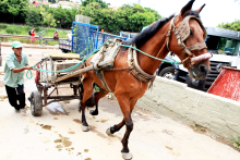 Carroça puxada por cavalo