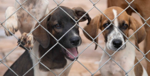dois cachorros atrás das grades de canil