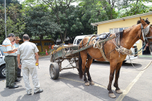 fiscal da prefeitura de belo horizonte conversa com dono de carroça puxada por cavalo