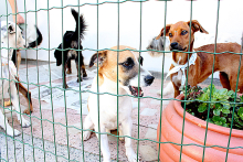 cachorros em canil