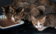 três gatos se alimentam em pote no chão