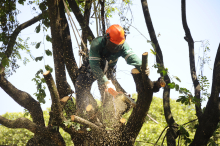 Funcionário da PBH corta árvore