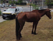 cavalo solto em via pública